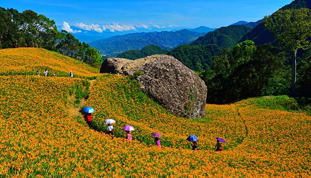 六十石山金针花盛开满山遍野